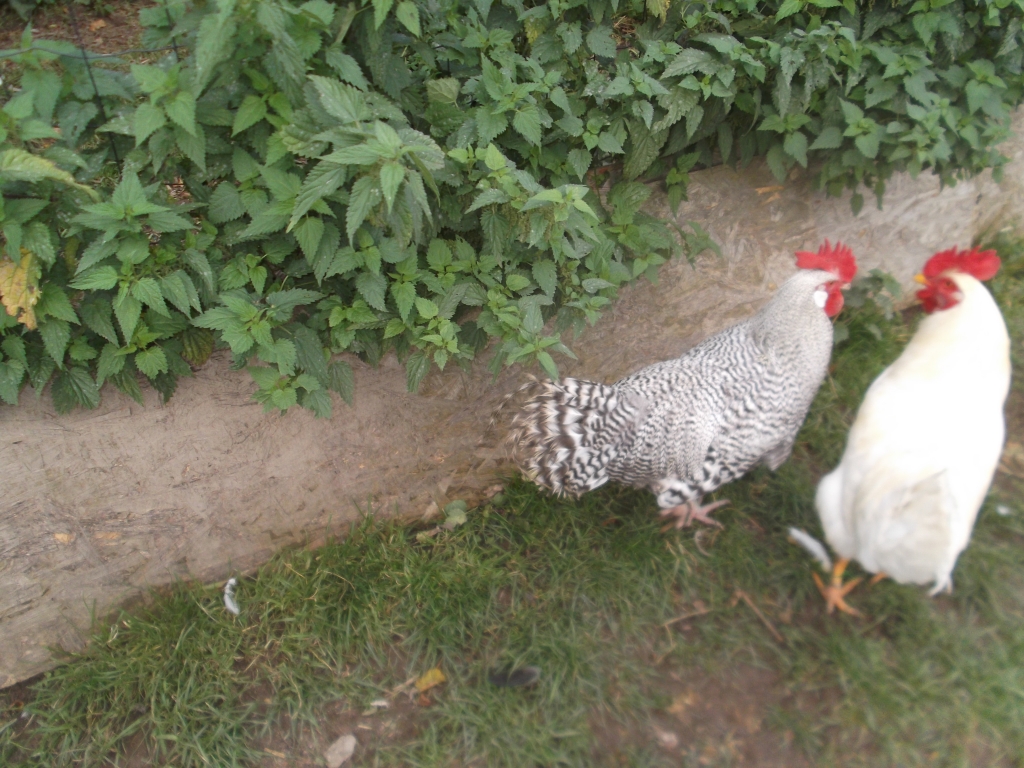 Enten_Gaense_Huehner_Homepage_002
