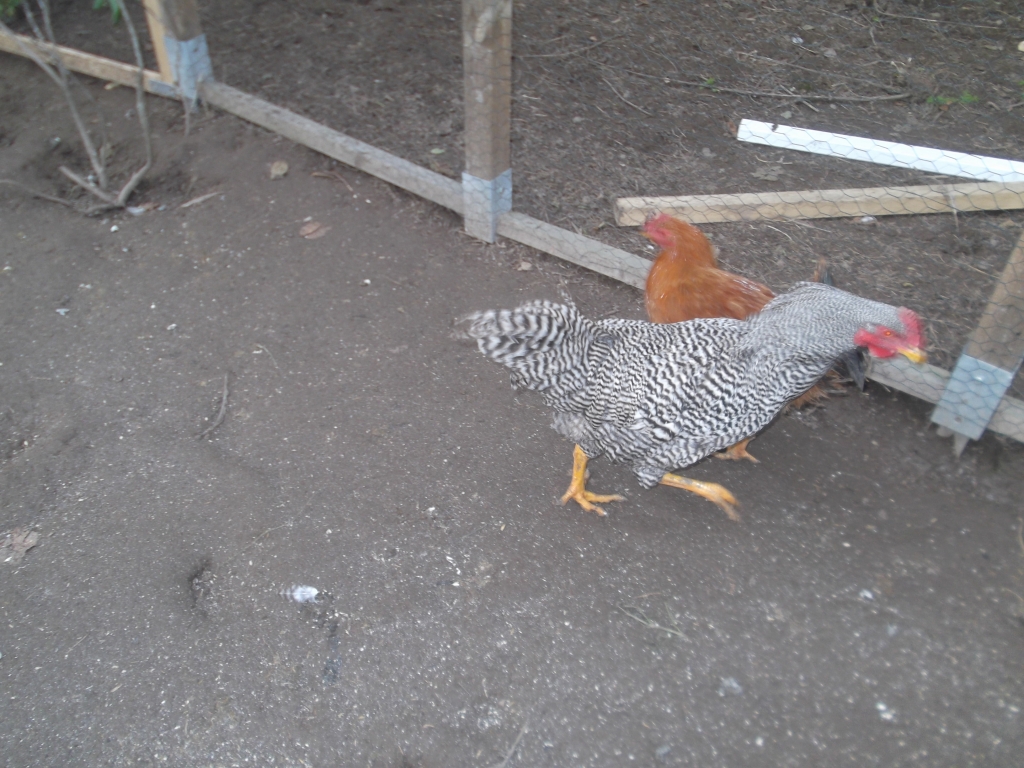 Enten_Gaense_Huehner_Homepage_006