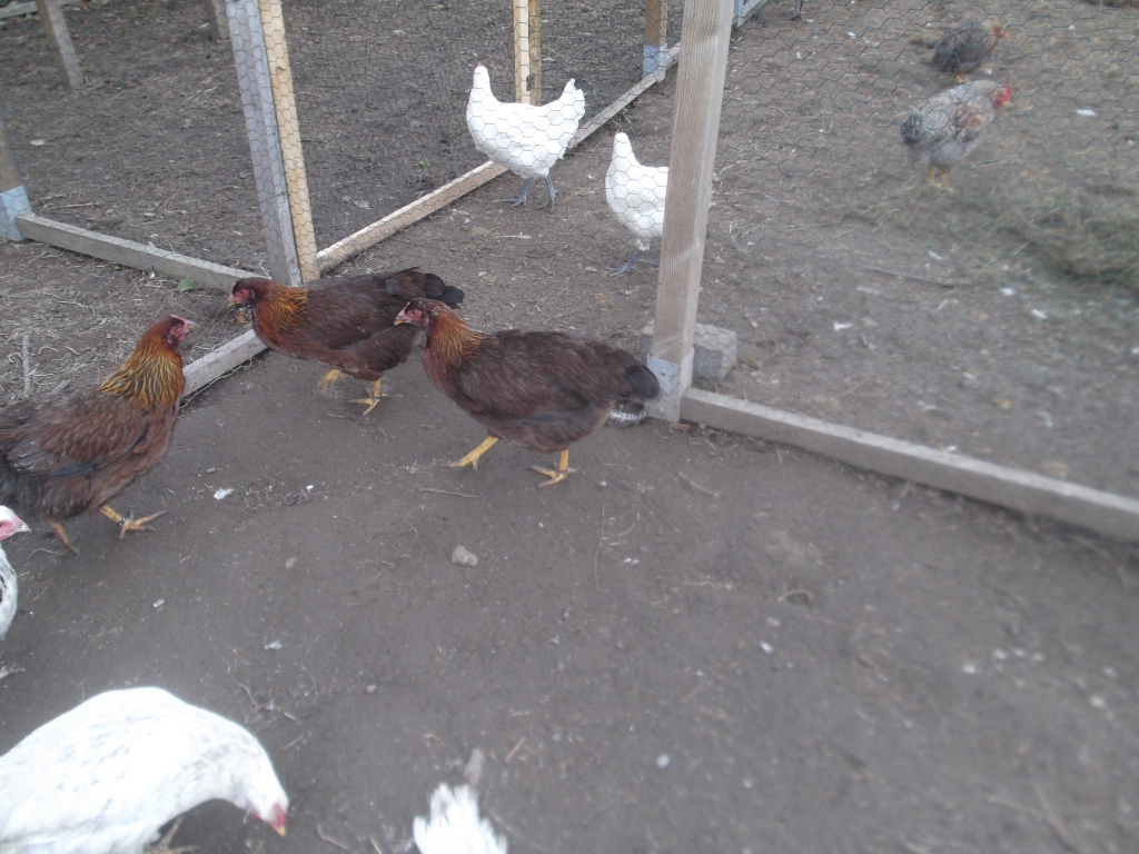 Enten_Gaense_Huehner_Homepage_010