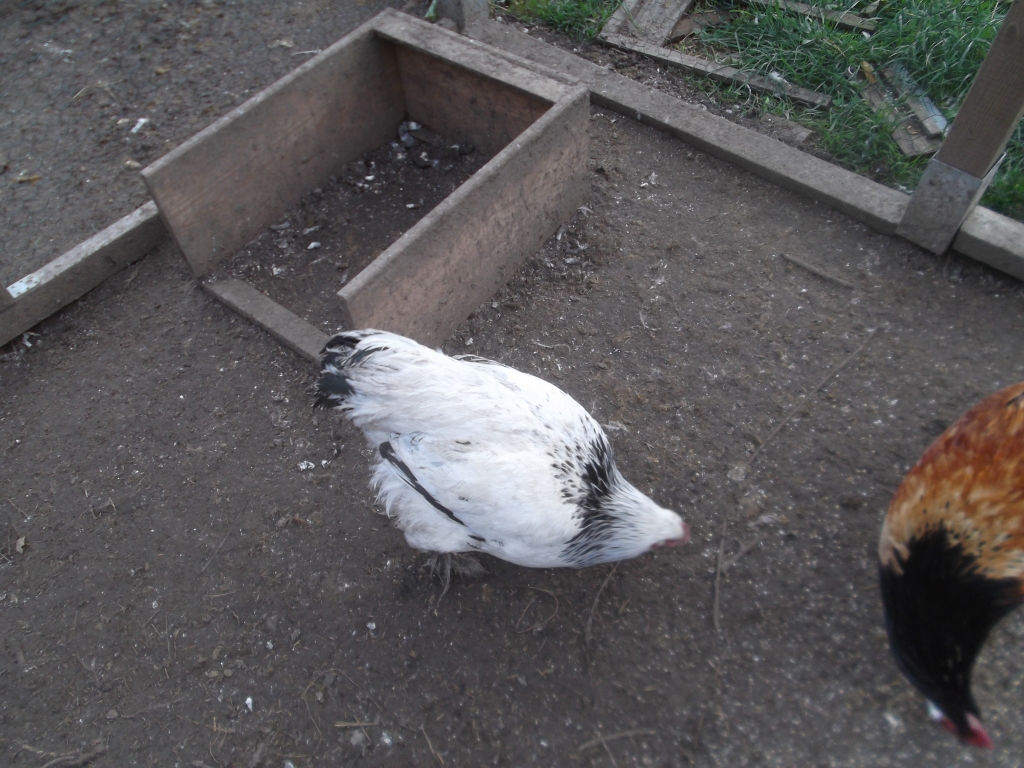 Enten_Gaense_Huehner_Homepage_011