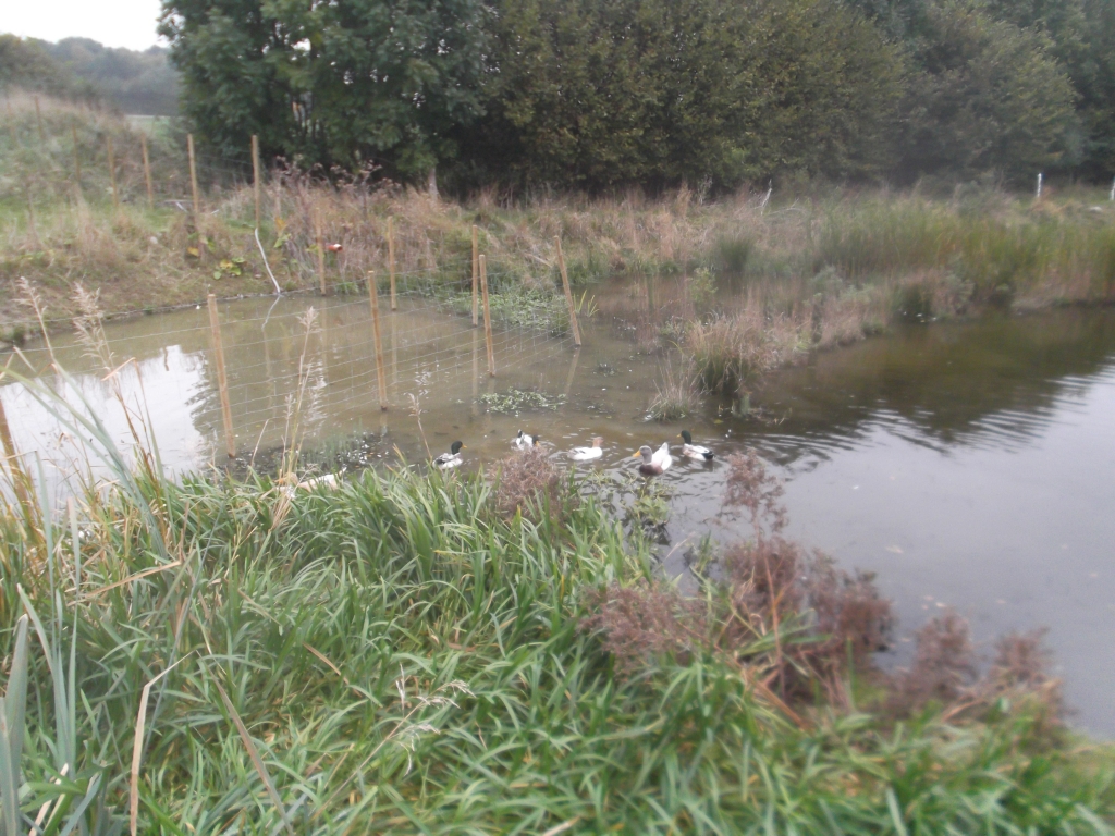 Enten_Gaense_Huehner_Homepage_014