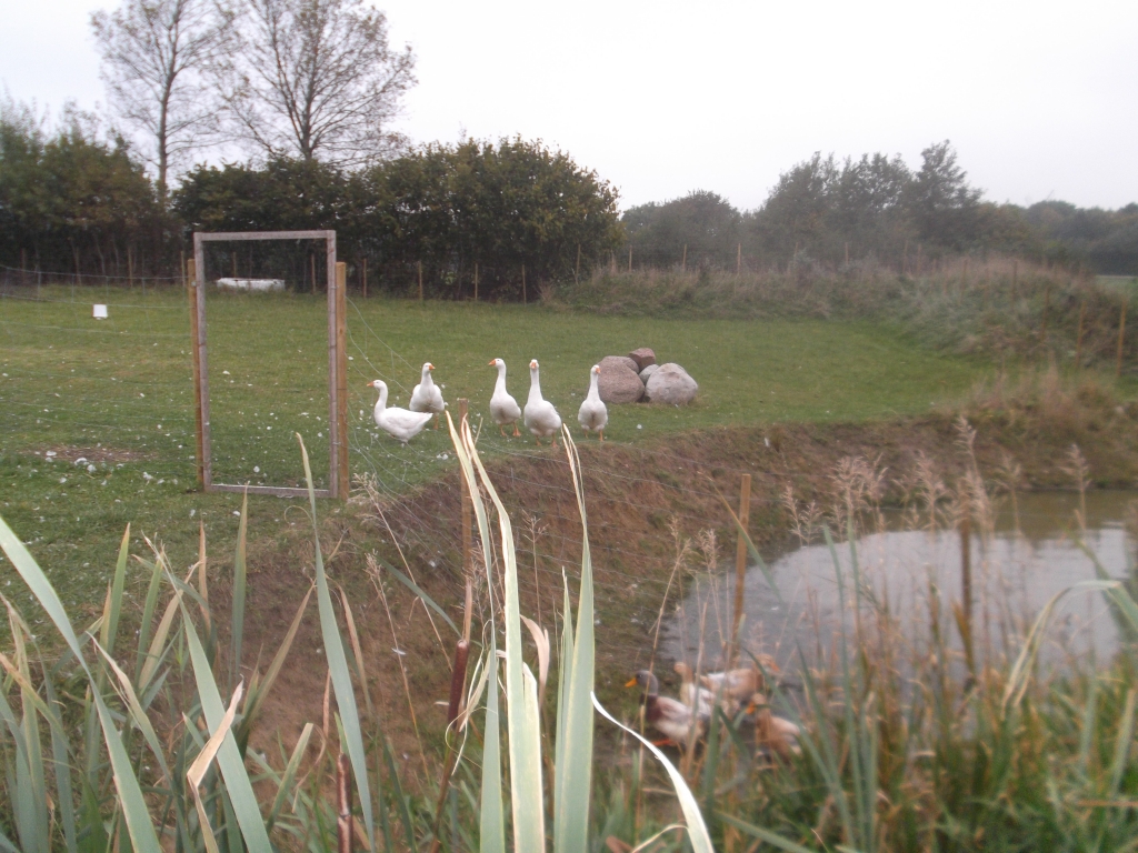 Enten_Gaense_Huehner_Homepage_015