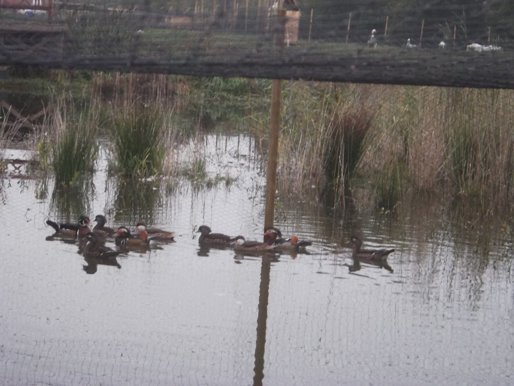 Enten_Gaense_Huehner_Homepage_016-1